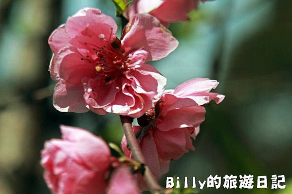 馬祖東莒-桃花23.JPG