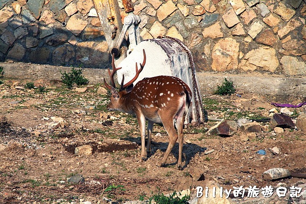 馬祖北竿大坵梅花鹿047.jpg