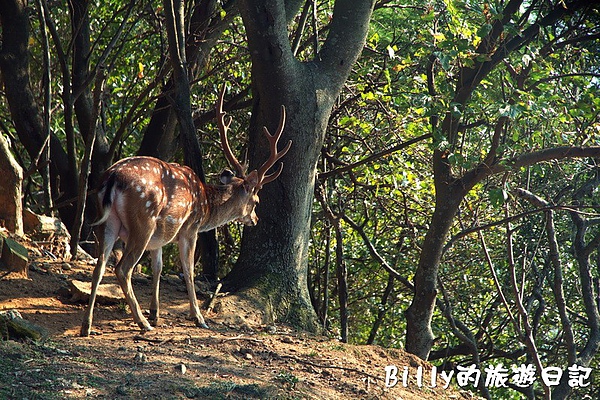 馬祖北竿大坵梅花鹿043.jpg