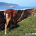 馬祖北竿大坵梅花鹿020.jpg