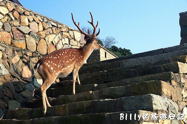 馬祖北竿大坵梅花鹿051.jpg