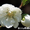 馬祖東莒-桃花17.JPG