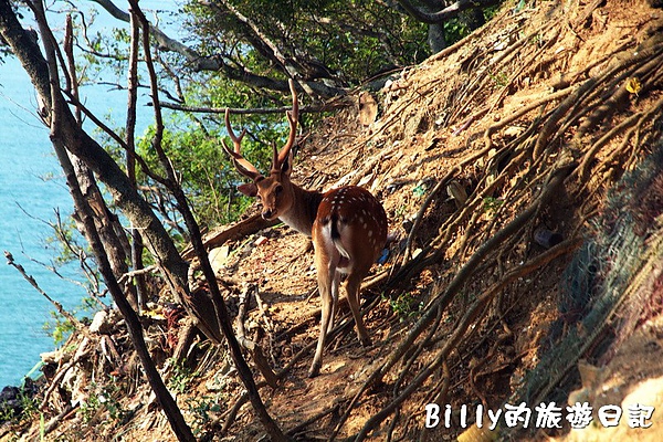 馬祖北竿大坵梅花鹿031.jpg