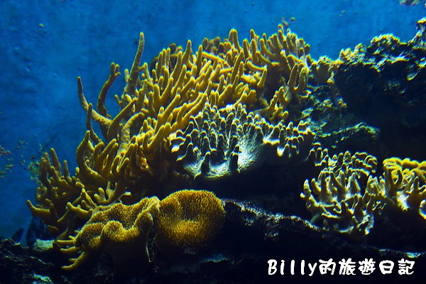 國立海洋生物博物館008.jpg