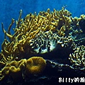 國立海洋生物博物館008.jpg