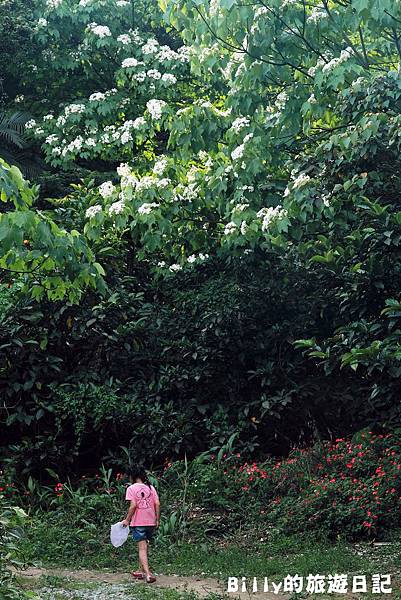 月眉山桐花06.JPG