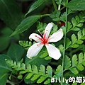 月眉山桐花10.JPG