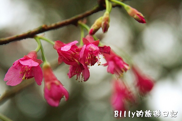 基隆紅淡山115.jpg