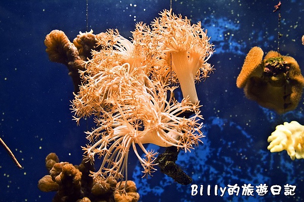 國立海洋生物博物館023.jpg