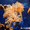 國立海洋生物博物館023.jpg