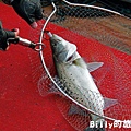 馬祖東莒船釣鱸魚019.JPG