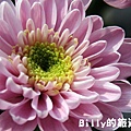 花卉圖片31.JPG