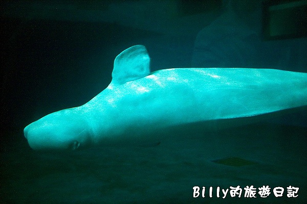 國立海洋生物博物館024.jpg