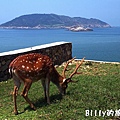 馬祖北竿大坵梅花鹿013.jpg