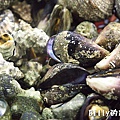 馬祖美食-莒光東莒百道海鮮宴013.jpg