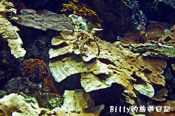 國立海洋生物博物館011.jpg