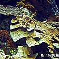 國立海洋生物博物館011.jpg