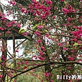 基隆紅淡山046.jpg