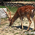 馬祖北竿大坵梅花鹿012.jpg