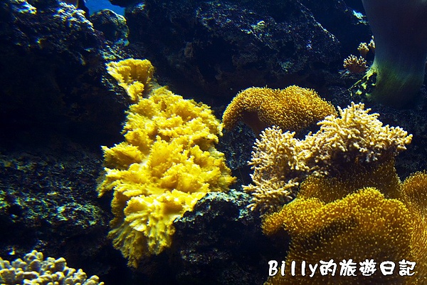 國立海洋生物博物館010.jpg