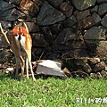 馬祖北竿大坵梅花鹿017.jpg