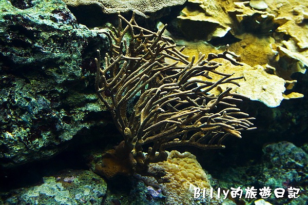 國立海洋生物博物館012.jpg