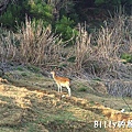 馬祖北竿大坵島054.jpg