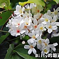 月眉山桐花18.JPG