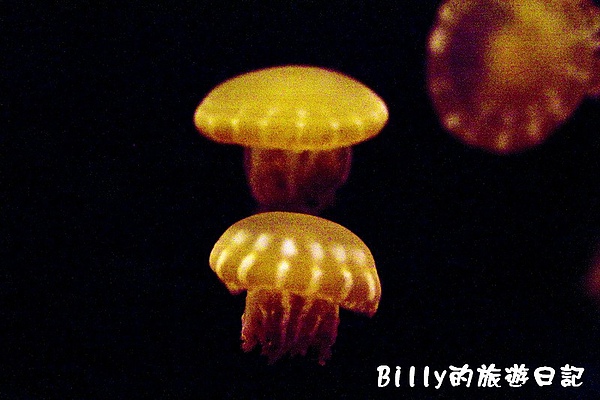 國立海洋生物博物館025.jpg