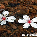 2011七堵桐花005.JPG