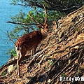 馬祖北竿大坵梅花鹿032.jpg
