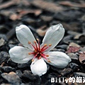 2011七堵桐花024.JPG