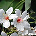 月眉山桐花14.JPG