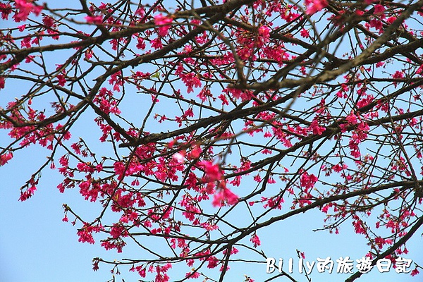 鐵道公園百年櫻花樹02.jpg