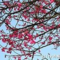 鐵道公園百年櫻花樹02.jpg