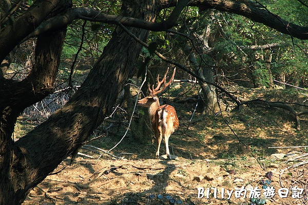 馬祖北竿大坵梅花鹿038.jpg