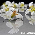 基隆暖暖桐花12.JPG