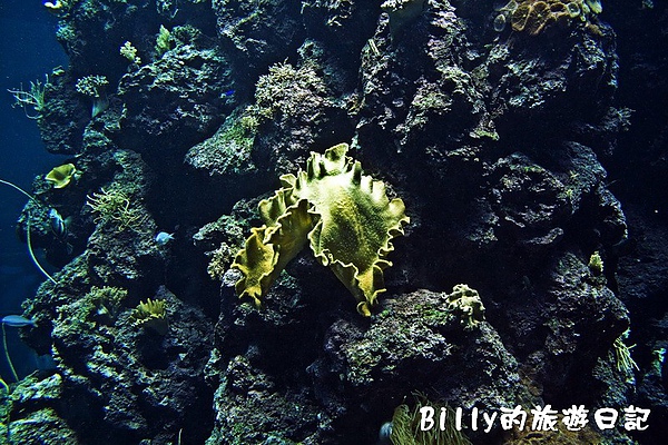 國立海洋生物博物館018.jpg