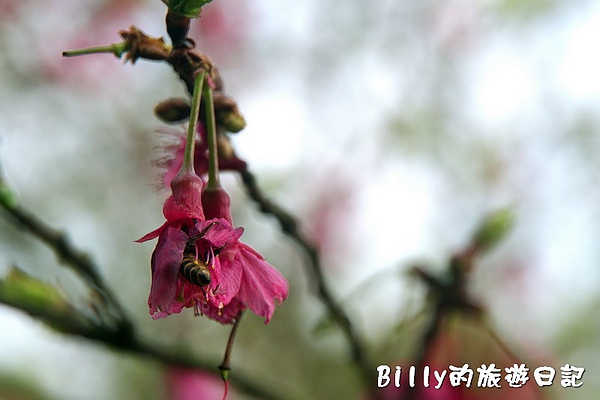 基隆紅淡山049.jpg