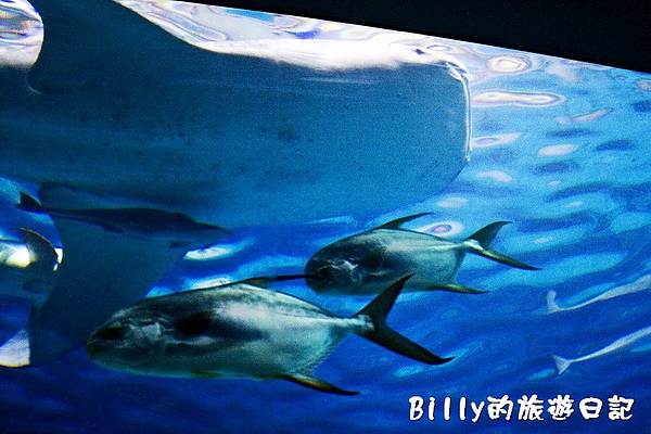 國立海洋生物博物館006.jpg