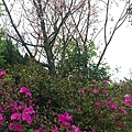 基隆紅淡山039.jpg