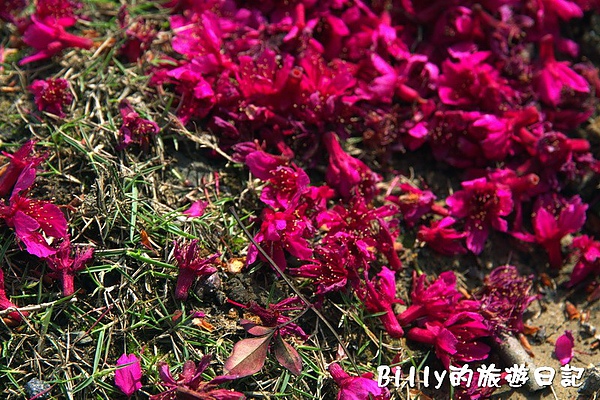 鐵道公園百年櫻花樹07.jpg