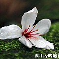 2011七堵桐花020.JPG