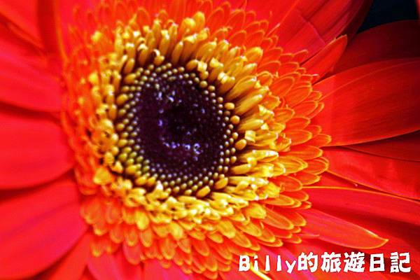 花卉圖片03.JPG