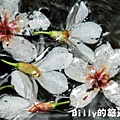 2011七堵桐花011.JPG