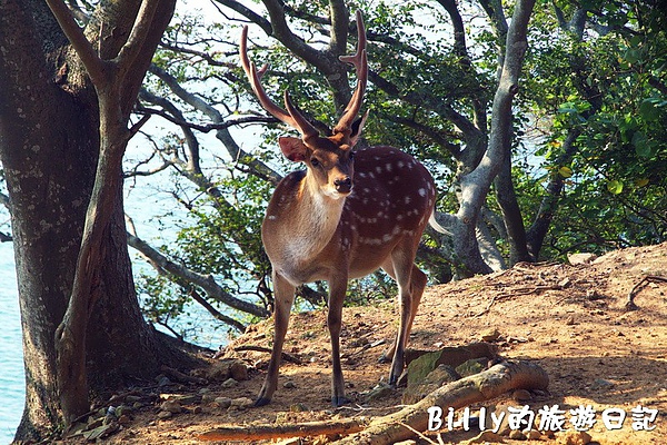 馬祖北竿大坵梅花鹿044.jpg