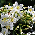 基隆暖暖桐花08.JPG