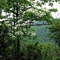 基隆暖暖桐花30.JPG
