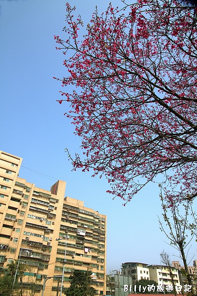 鐵道公園百年櫻花樹03.jpg