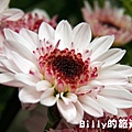 花卉圖片04.JPG